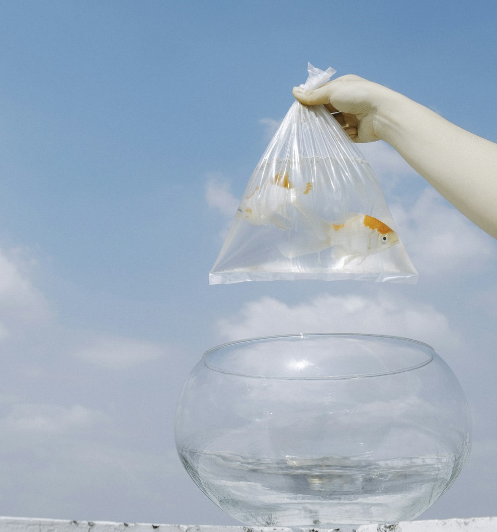 clear plastic bag of two goldfish
