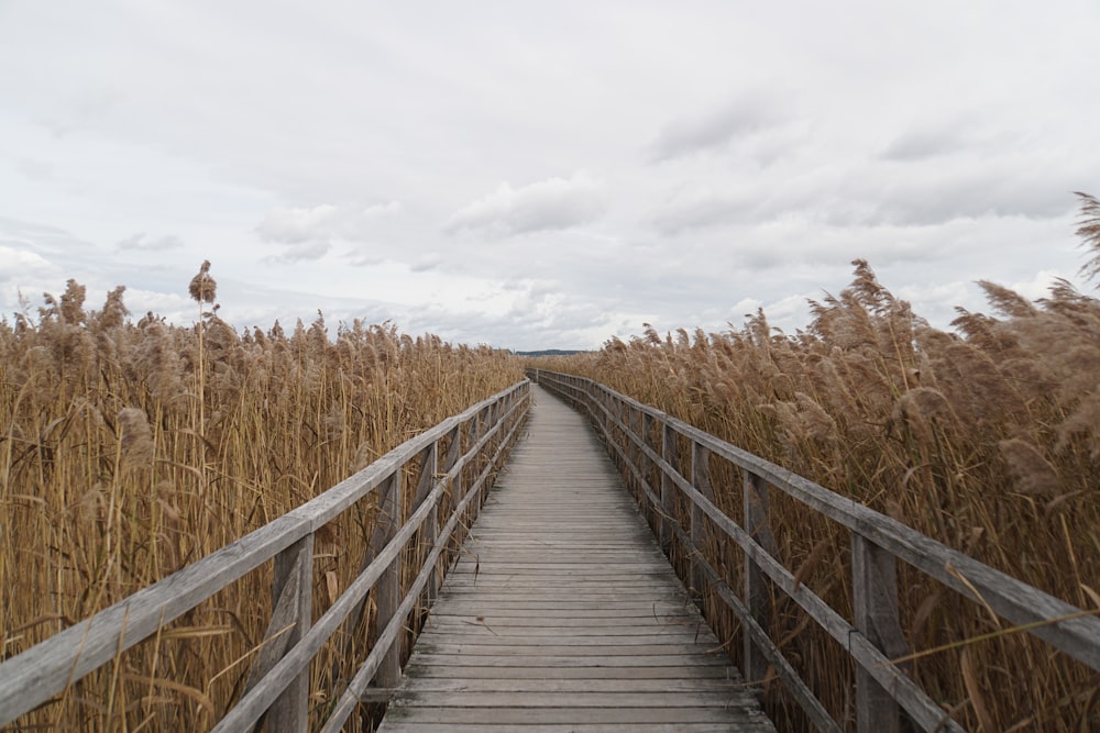 empty wooden dock