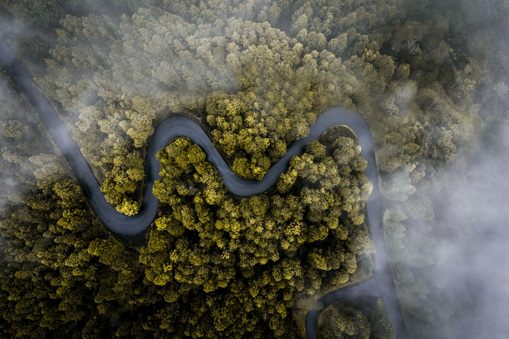 Vue aérienne de la forêt