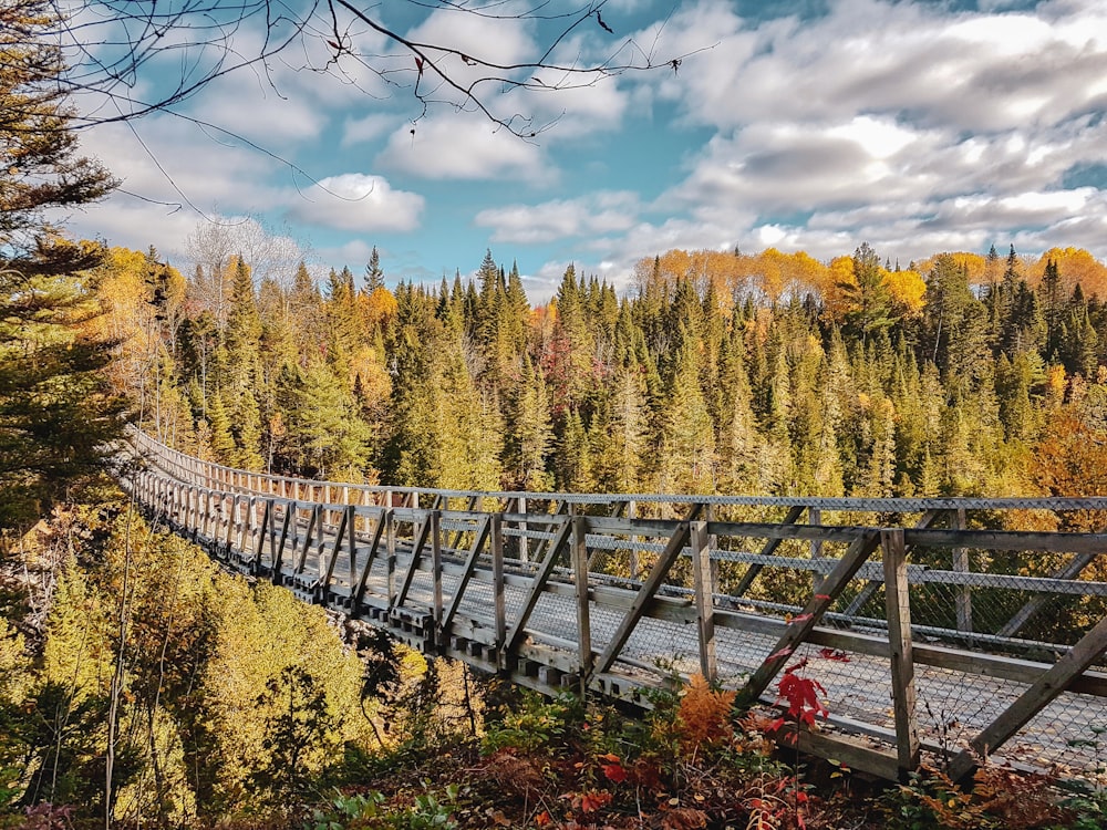 ponte di legno grigio circondato da alberi