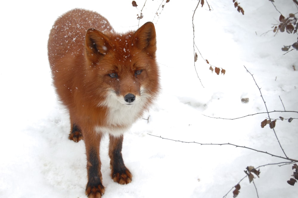 red fox on snowfield