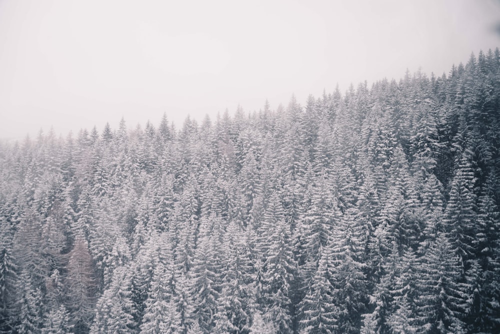 pine trees covered with snow