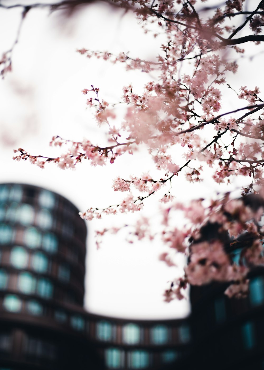 pink flowering tree