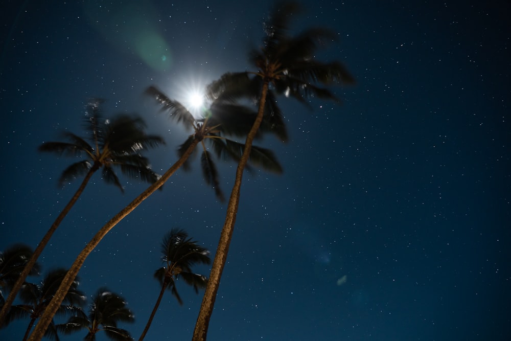 low angle photo of coconut palm trees