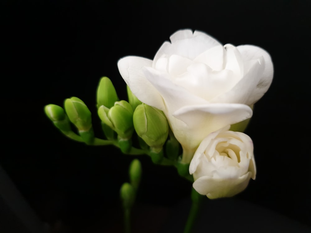 white petaled flowers