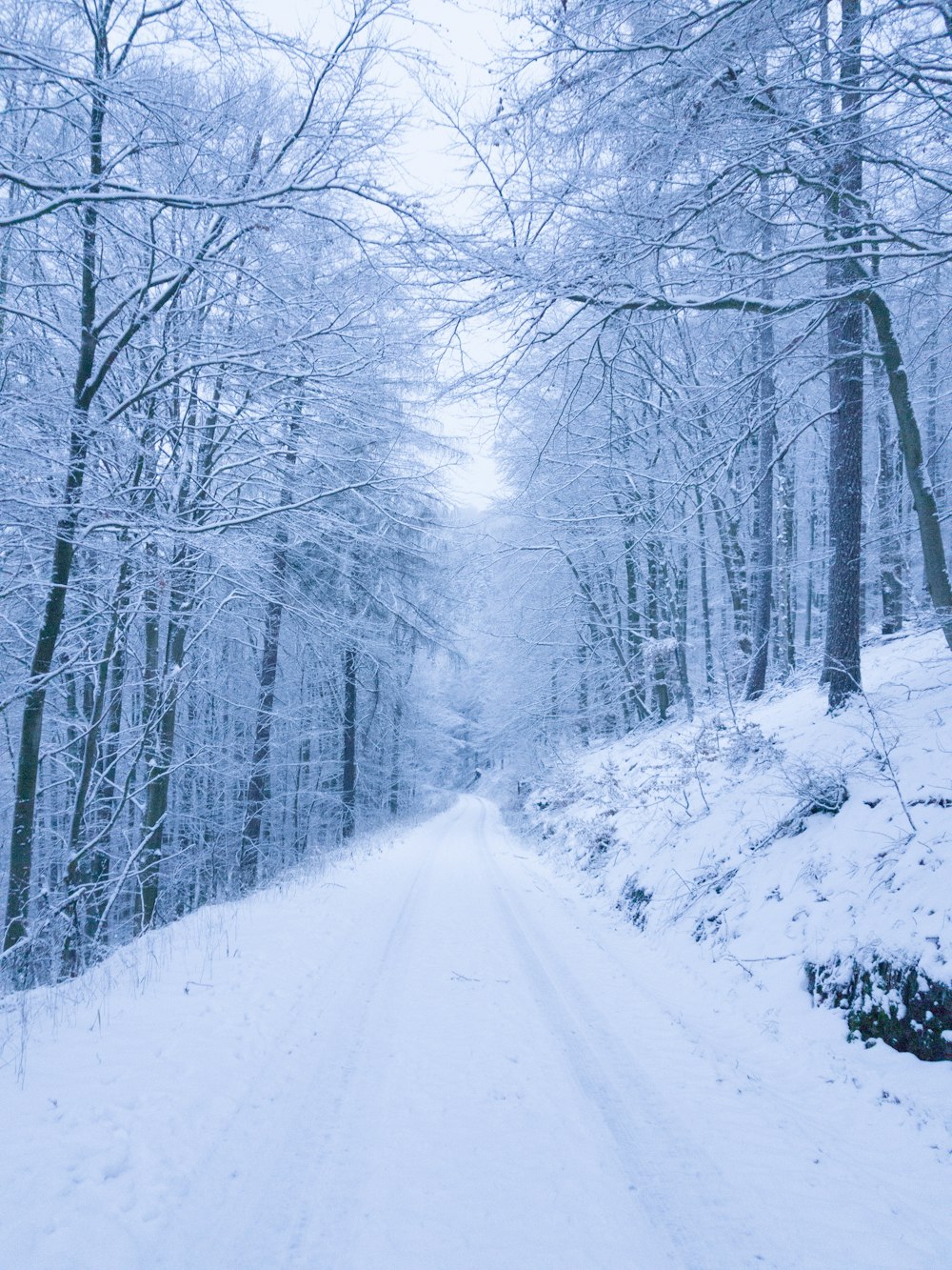 snow-covered trees