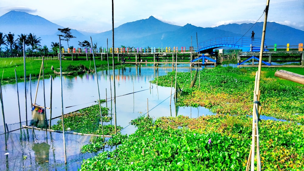 green plants on swamp