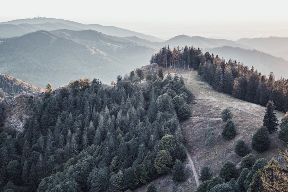 Árvores verdes na montanha