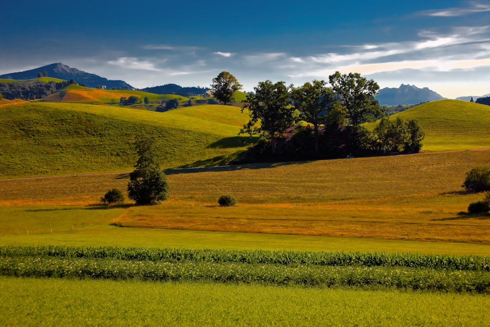 Landschaftsfotografie von grünen Weiden unter blauem Himmel