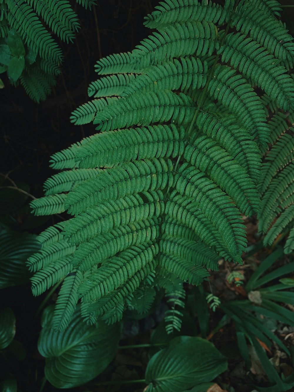 green fern plant