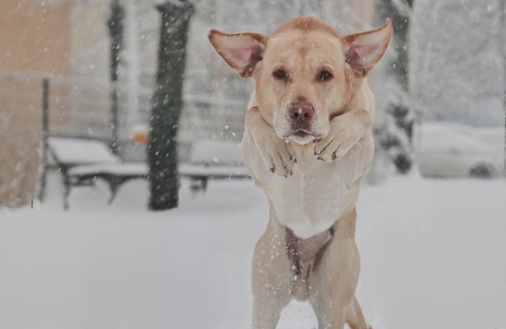 selective focus photography of dog on snowfield