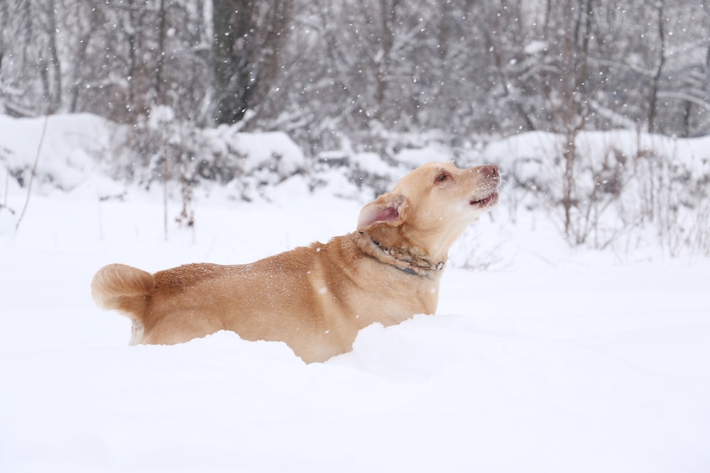 tan dog on snow