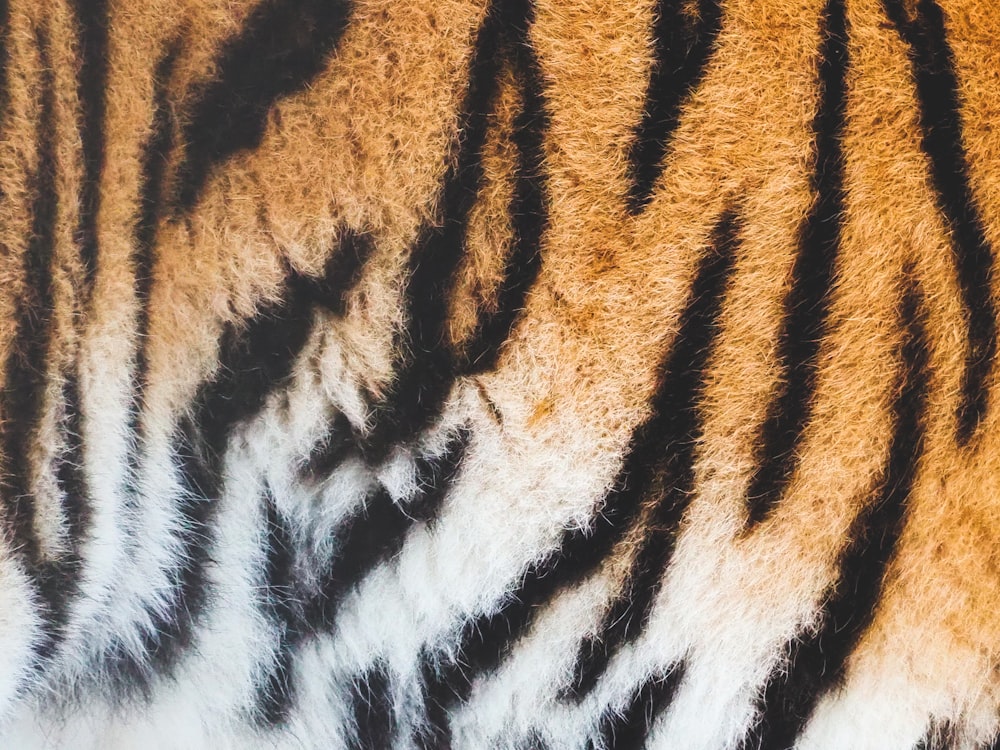 close view of tiger skin