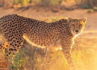 cheetah on grass field