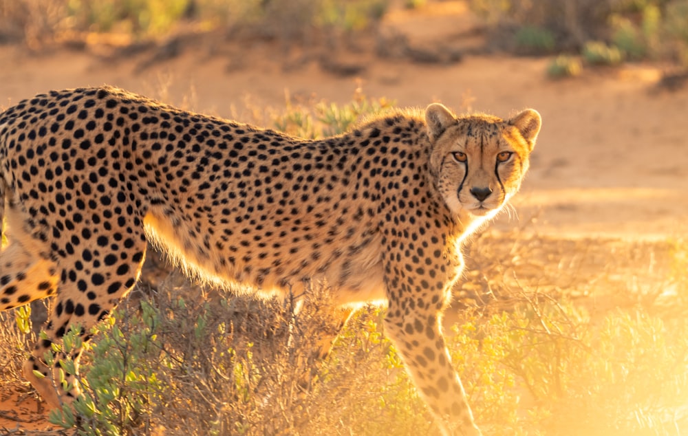 guépard sur un champ d’herbe