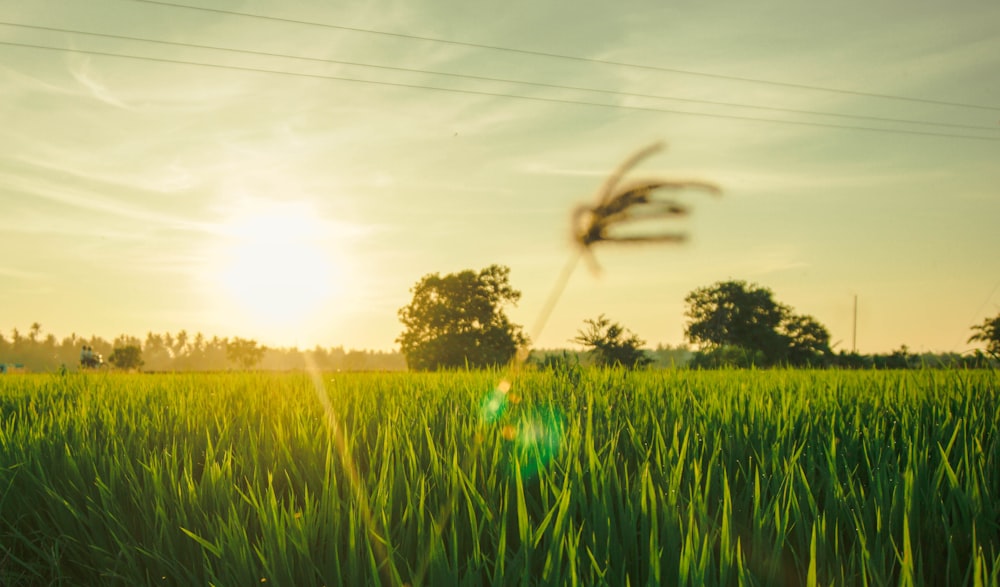 Tagsüber mit Gras und Bäumen bewachsenes Feld