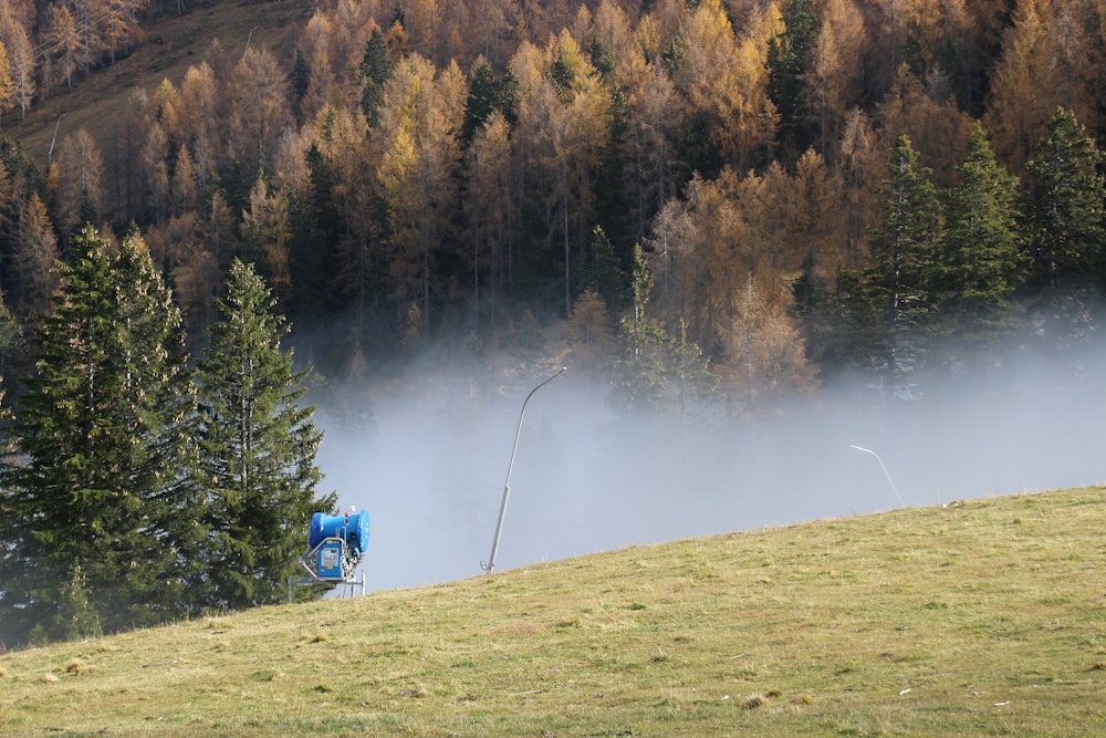 Tagsüber mit Bäumen und Gras bewachsenes Feld