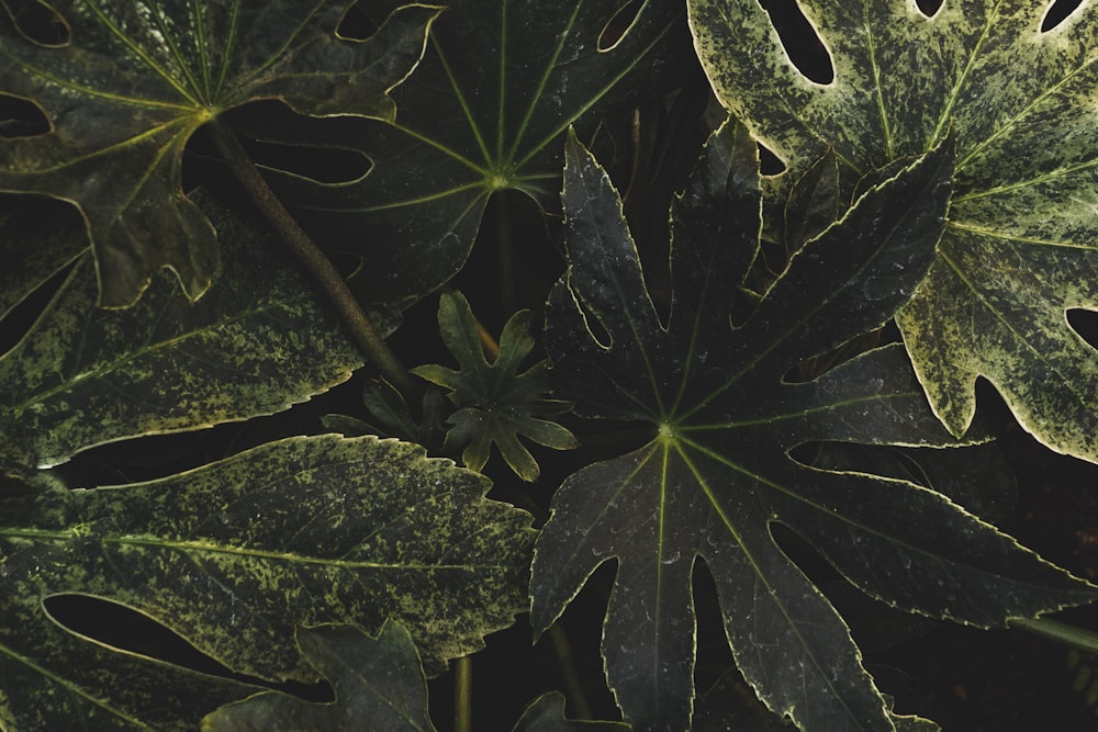 green-leafed plant wallpaper