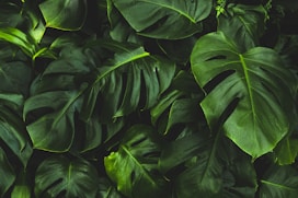 green-leafed plant