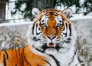 close-up photography of tiger