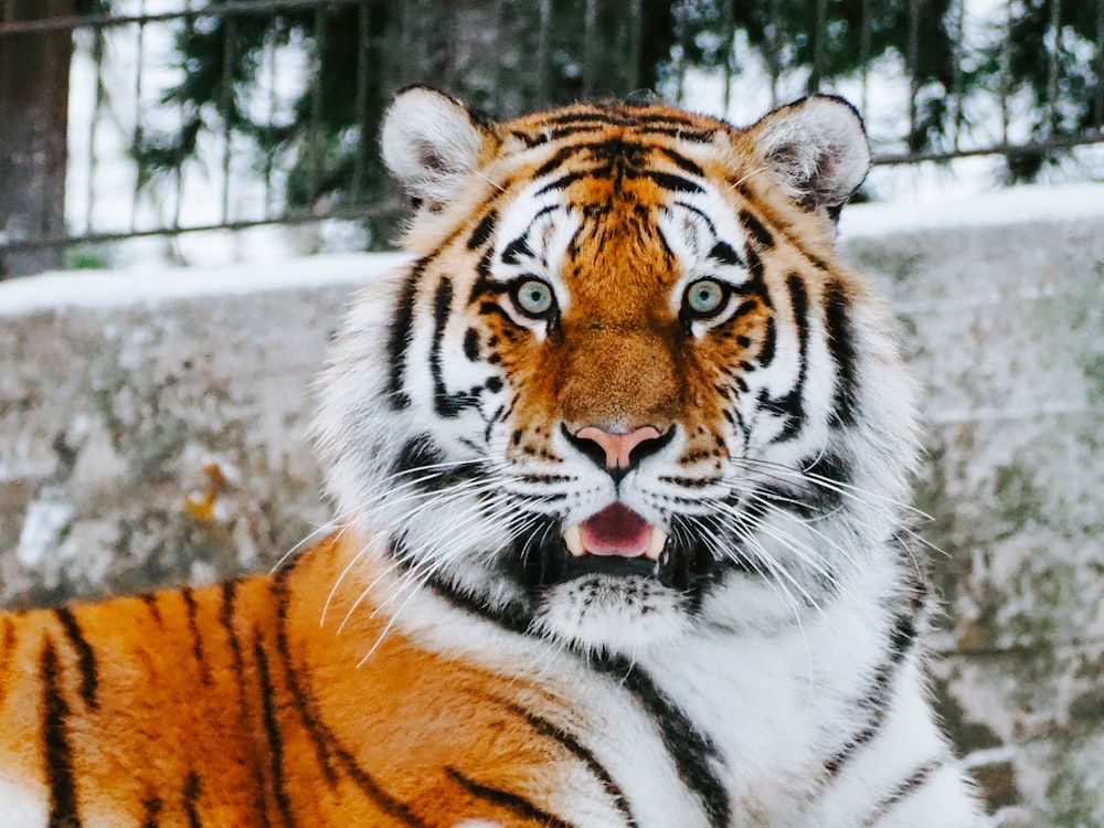 close-up photography of tiger