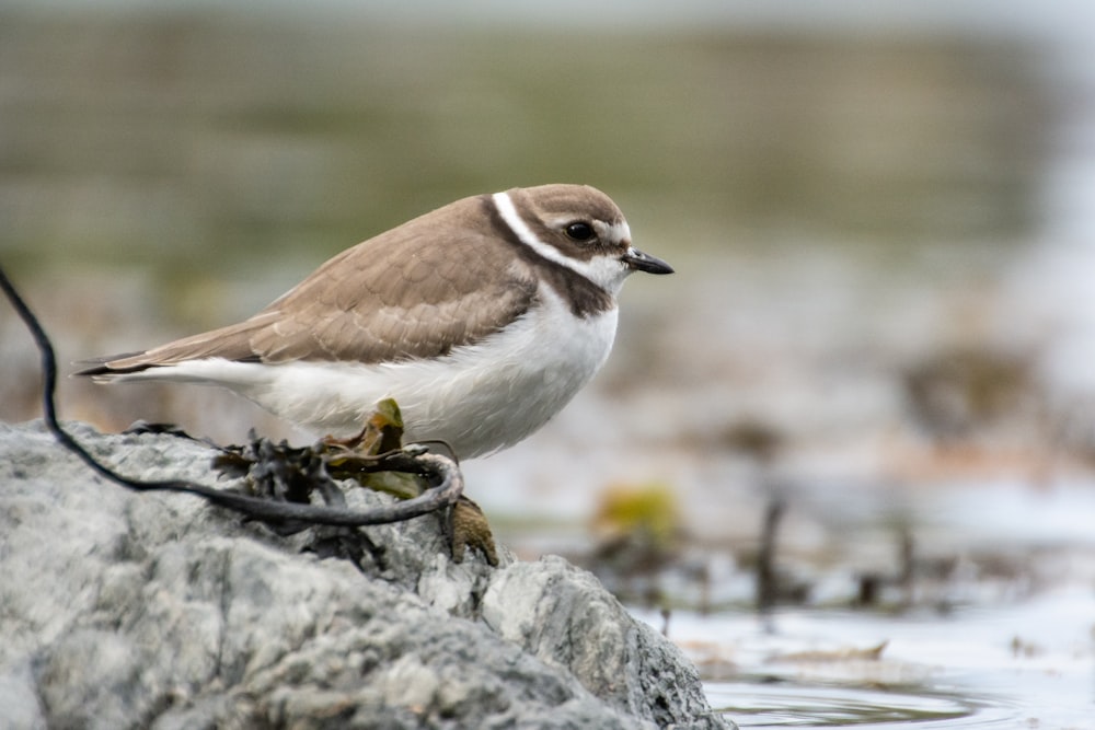 gray and white bird on rock