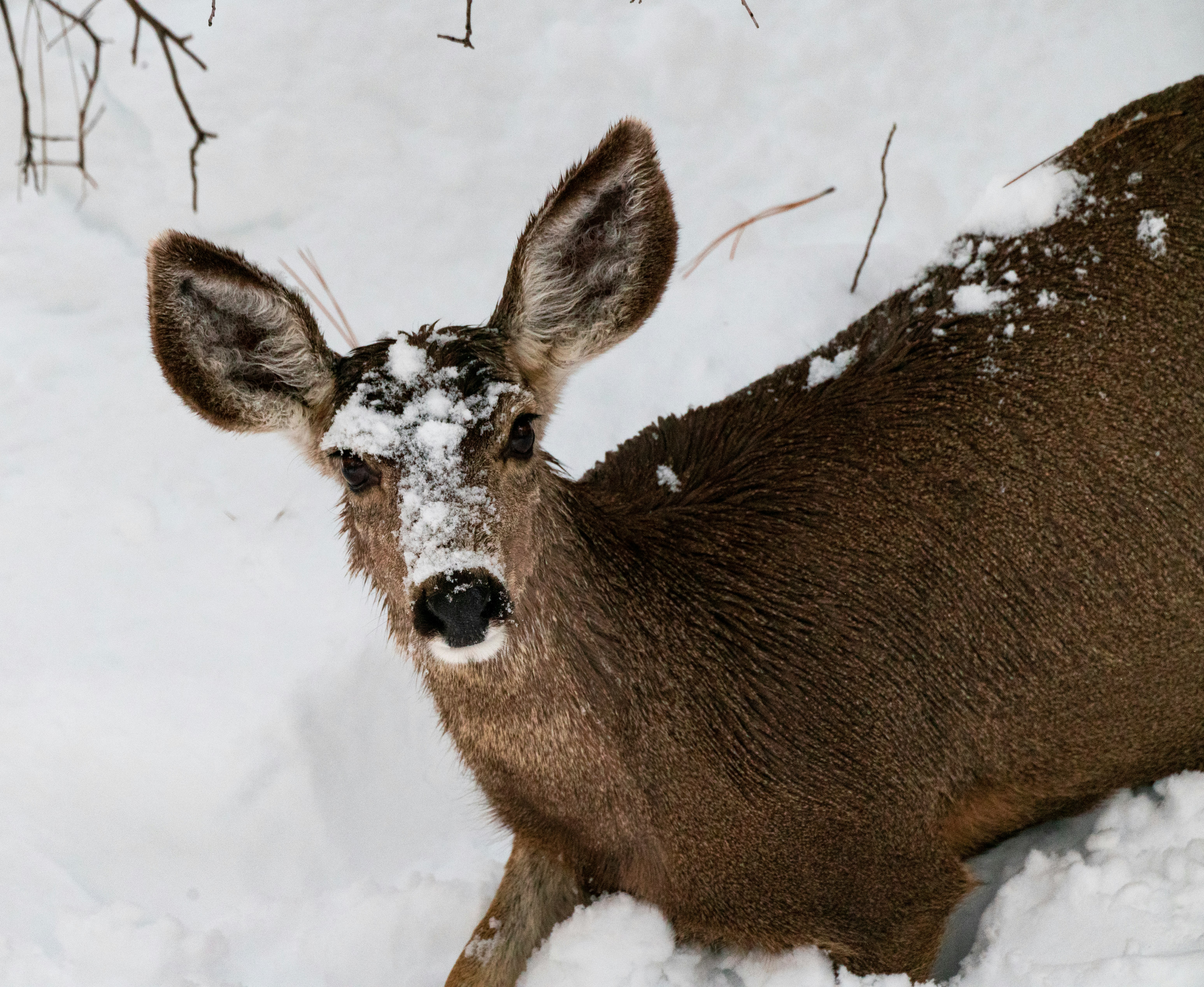 deer on snow field