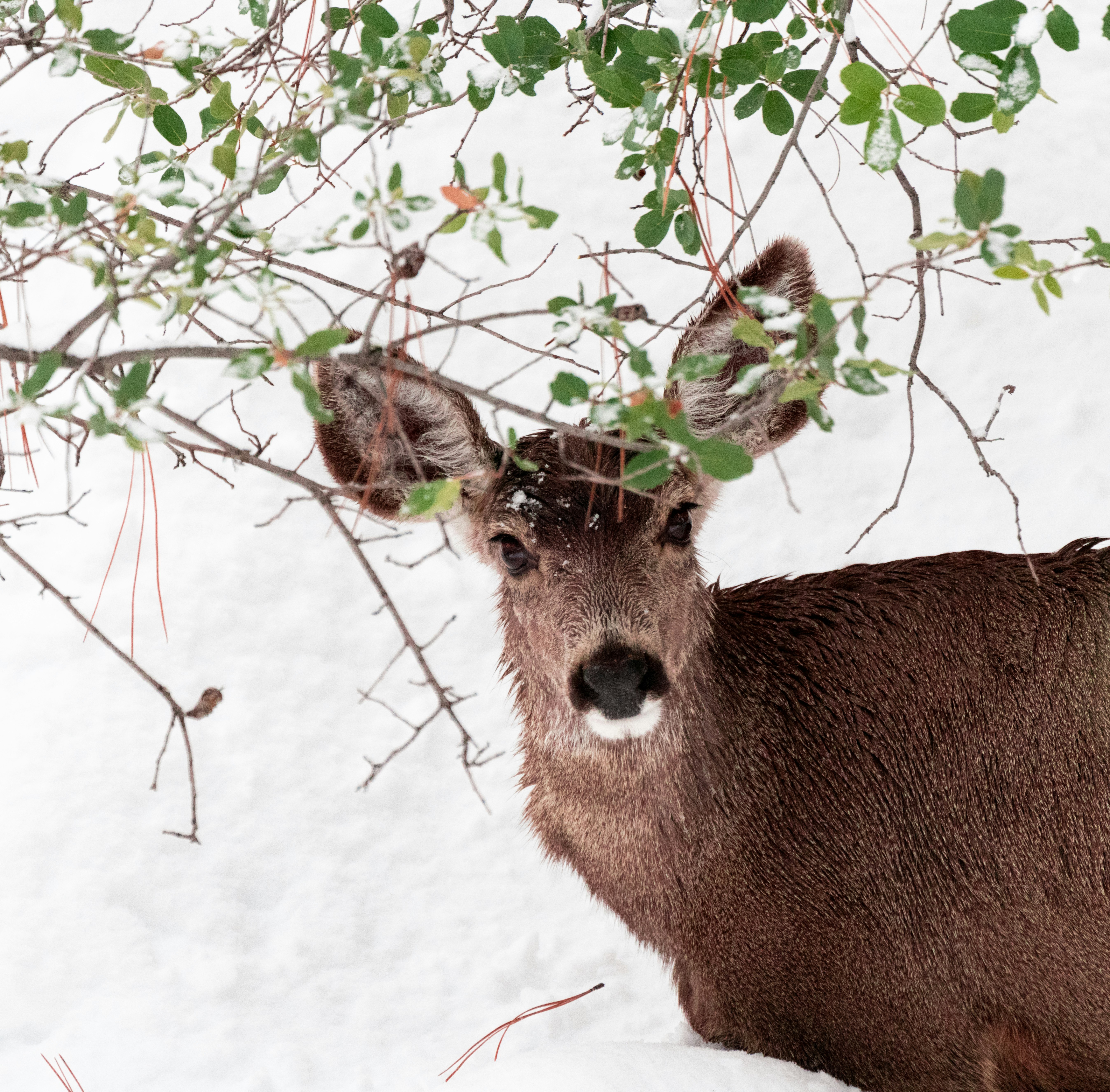 deer on snowfield