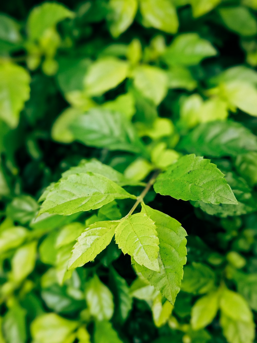 green leaves