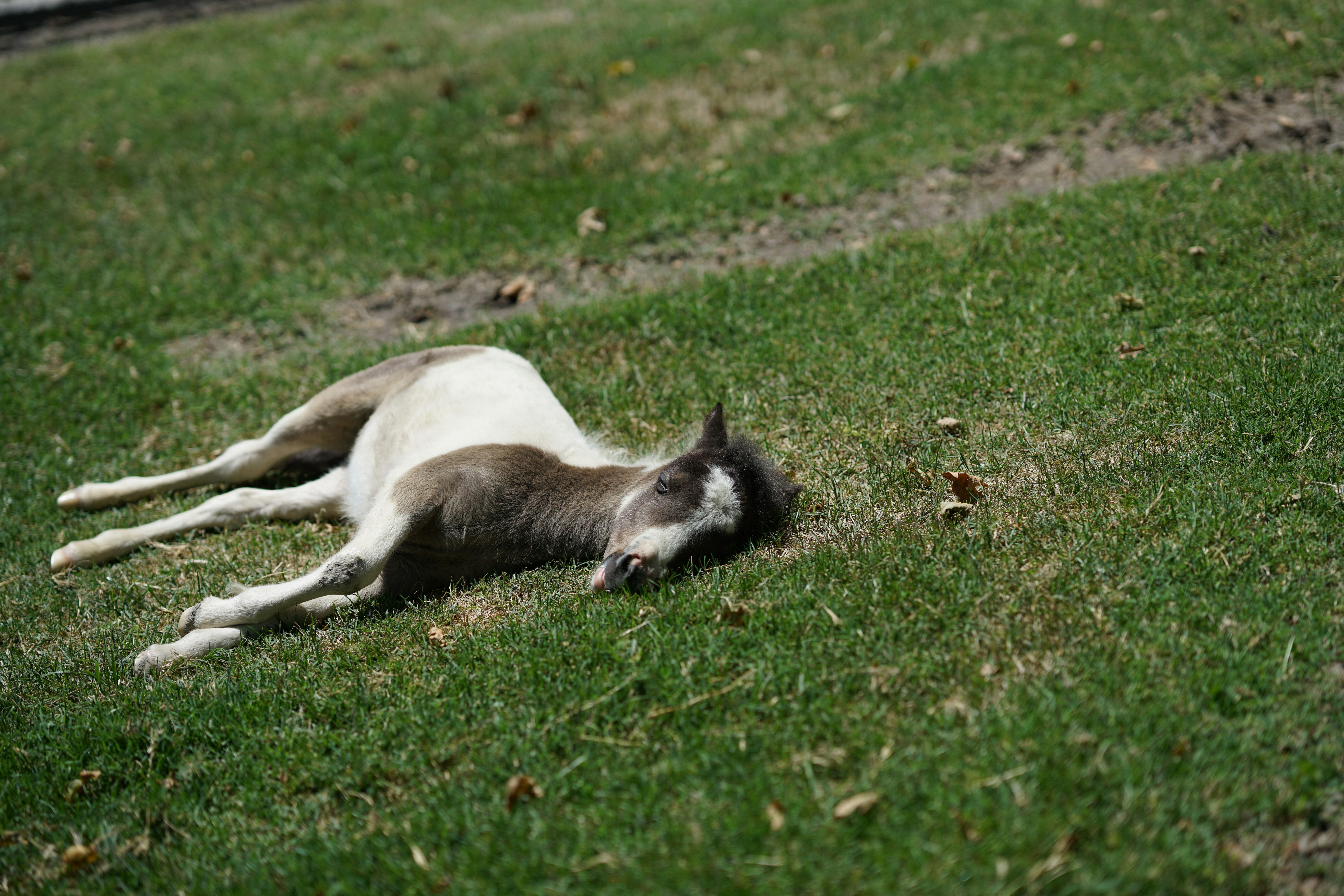 sleeping horse on green grass at daytime