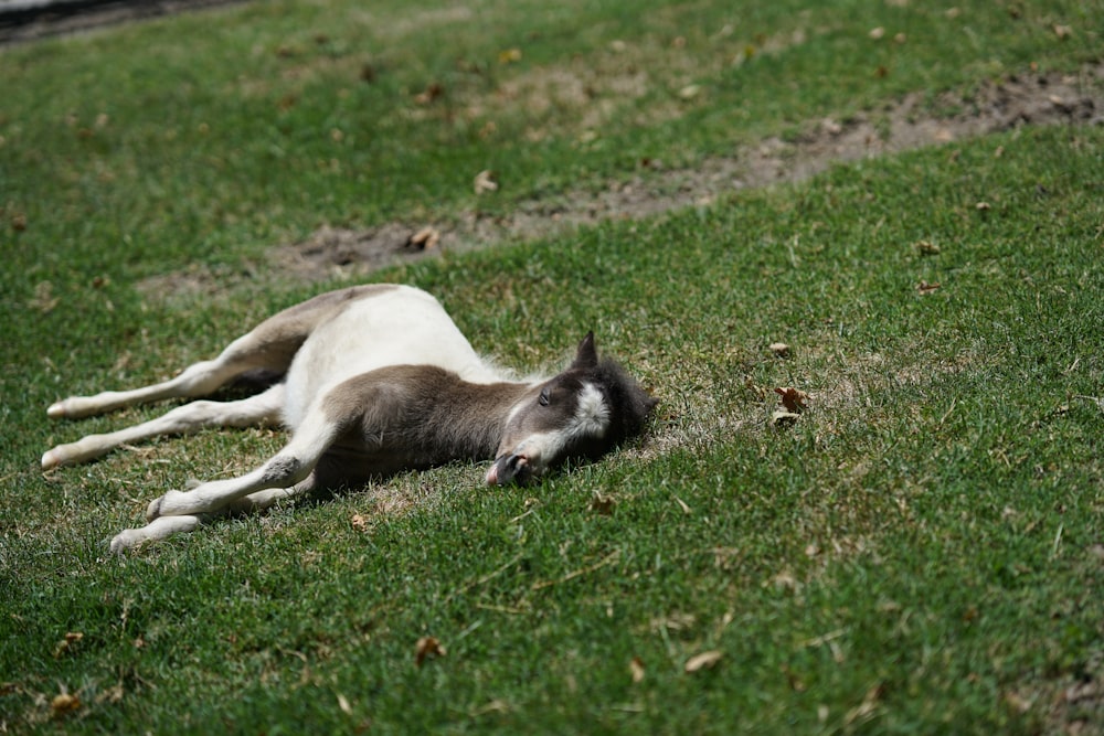 sleeping horse on green grass at daytime