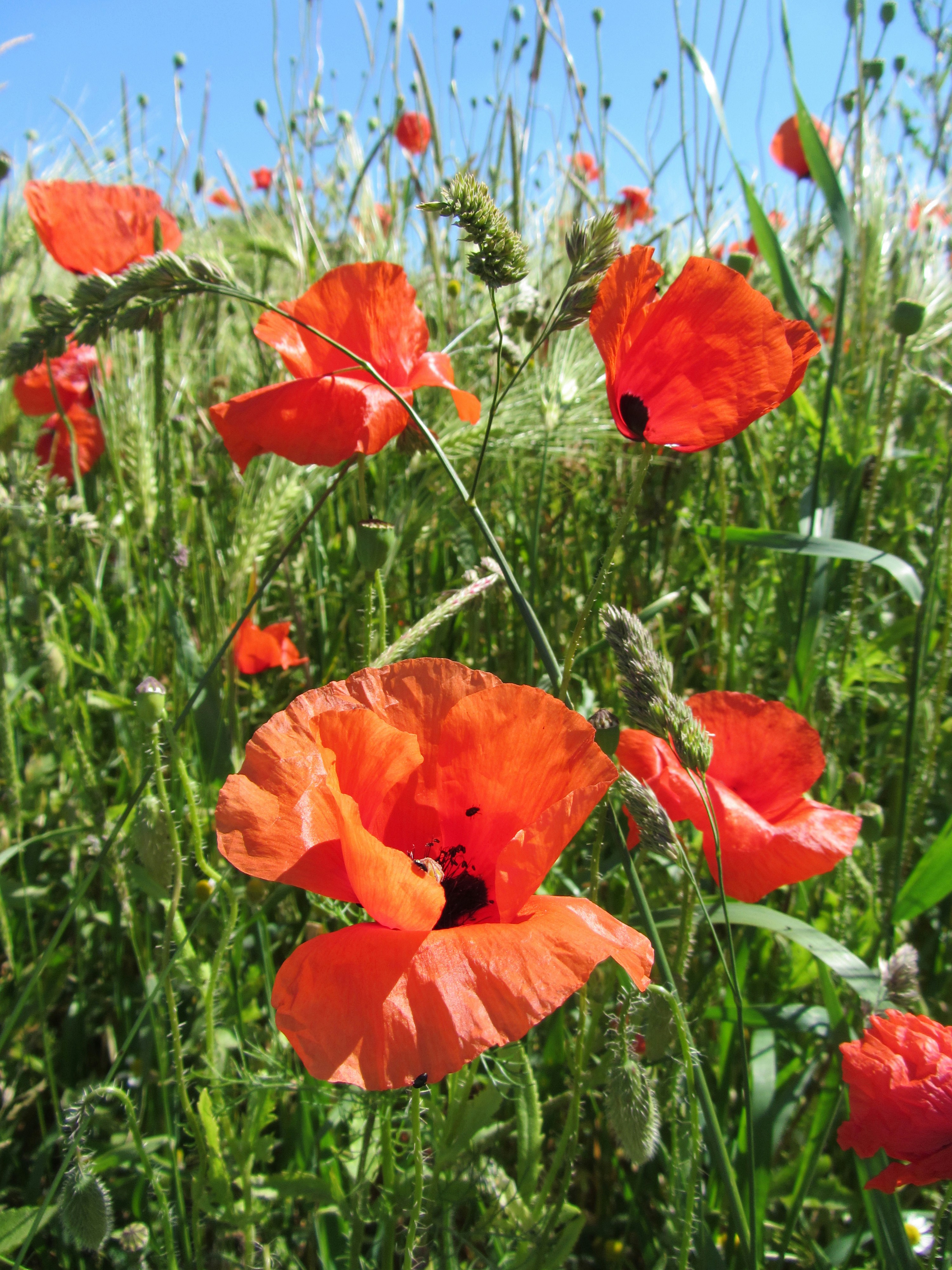 Photo by alicepopkorn