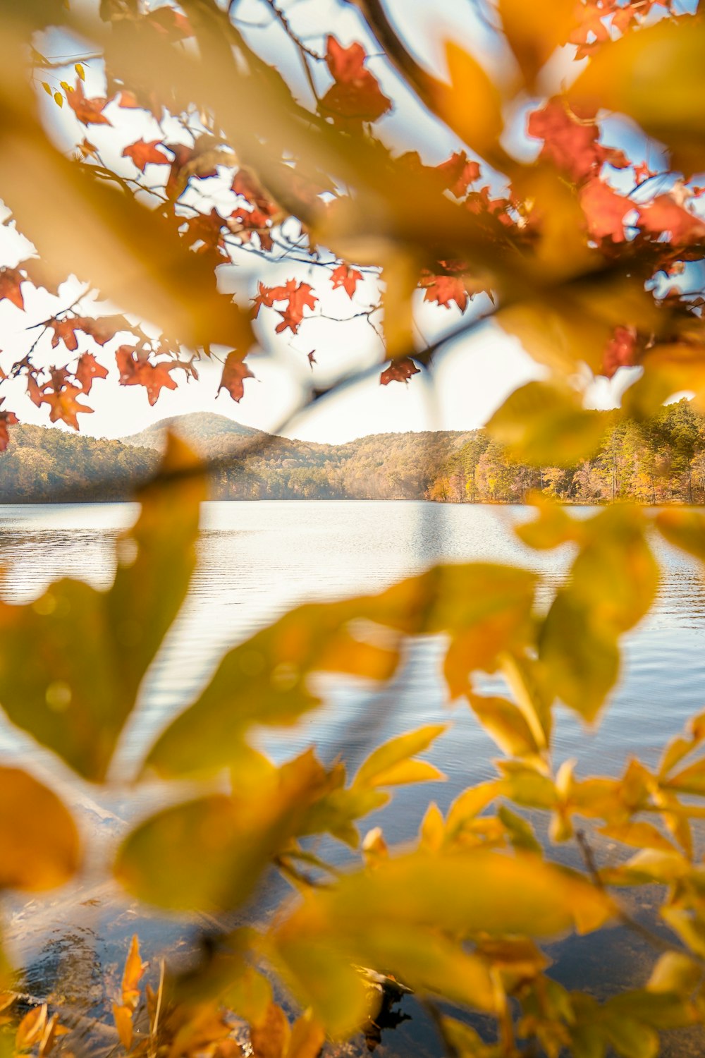 selective focus photography of brown leaf with body of water during daytime