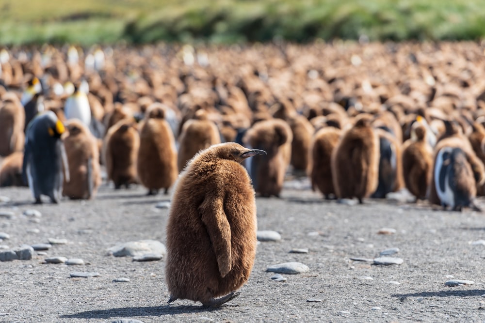 Fotografía de enfoque selectivo del pingüino rey