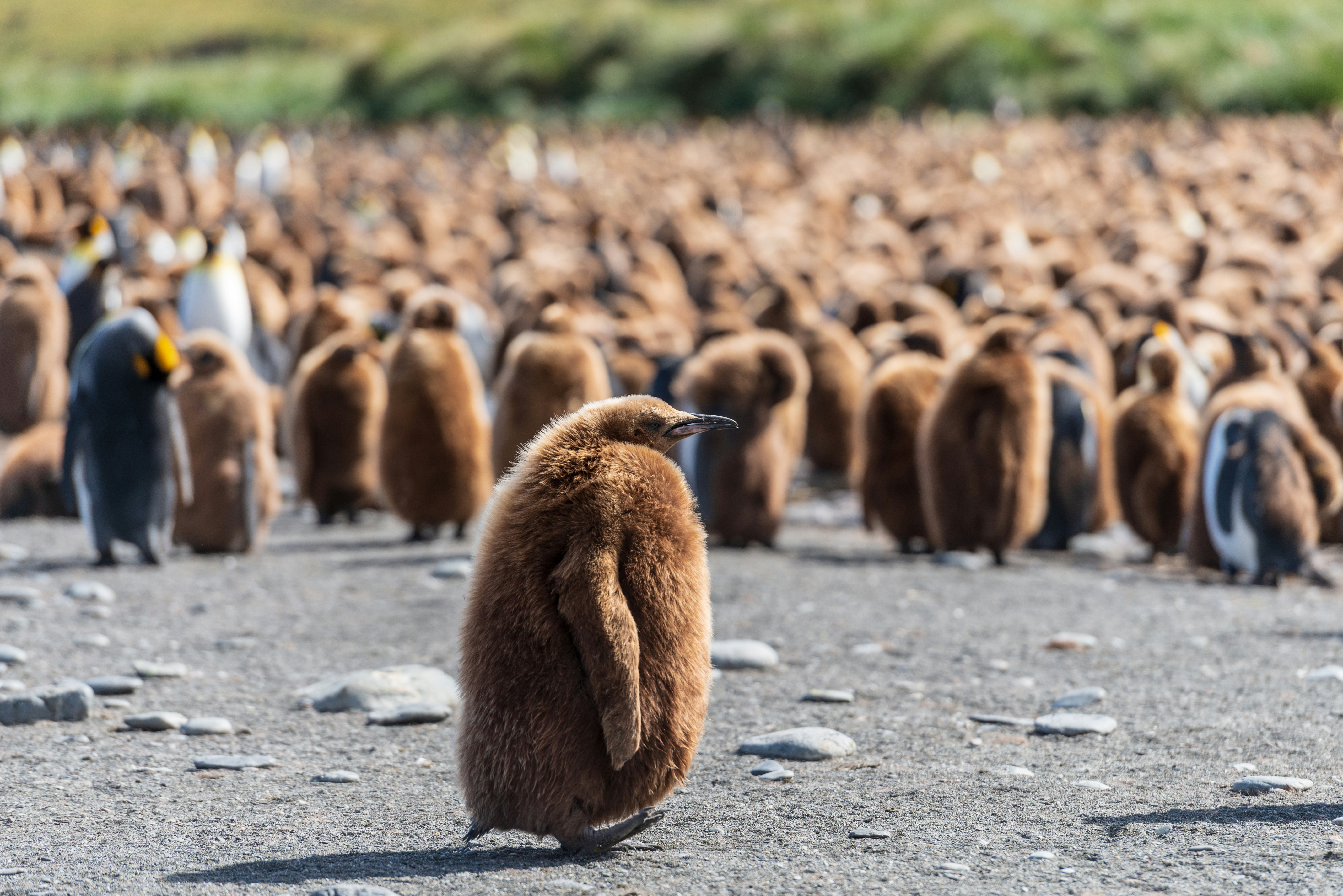 selective focus photography of king penguin