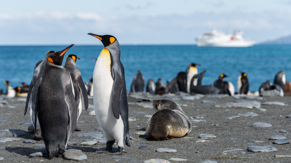 Pingüinos a la orilla del mar