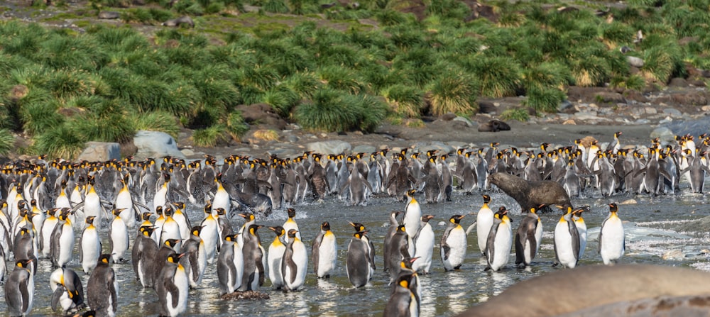 Bandada de pingüinos blancos y negros a la orilla del mar