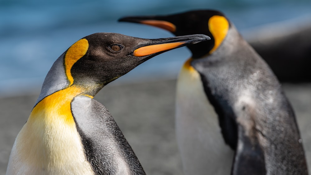 Fotografía de enfoque selectivo de pingüino