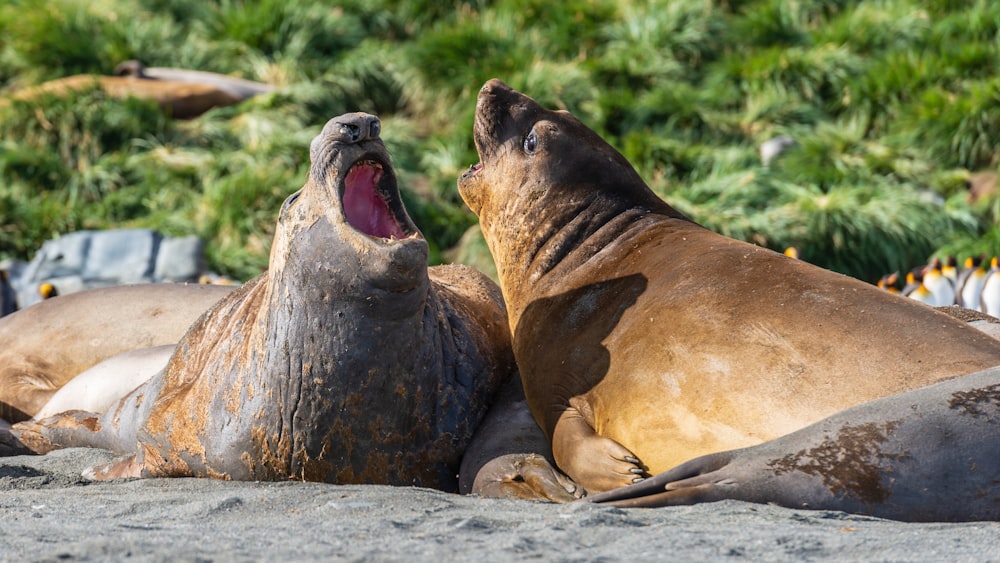 two sea lions