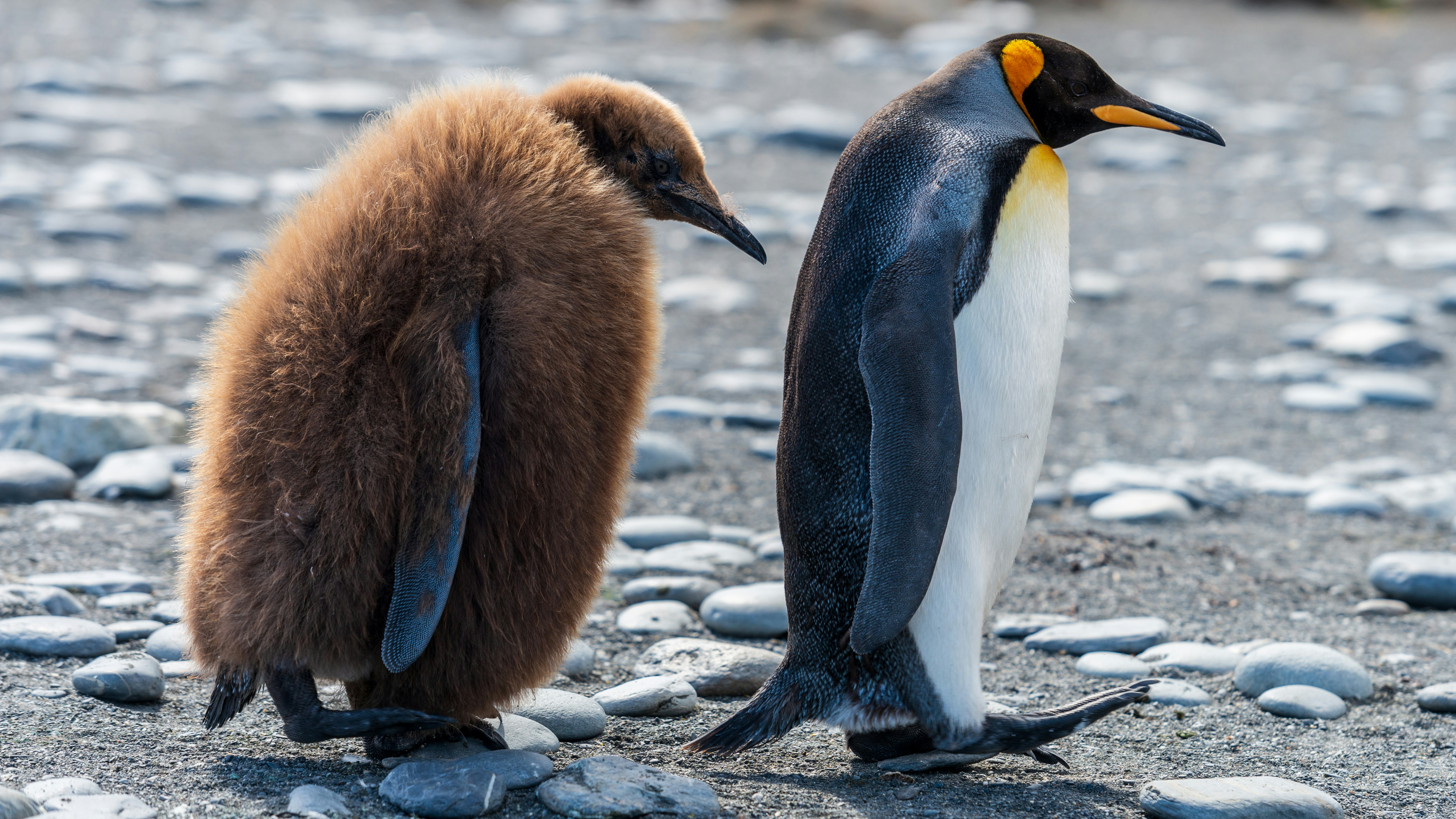 two brown and white penguins walking on stone covered field