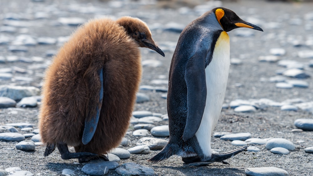 two brown and white penguins walking on stone covered field