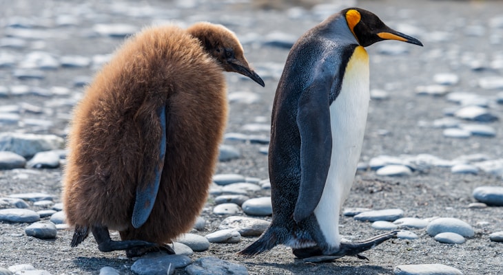 two brown and white penguins walking on stone covered field