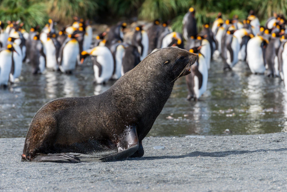 An Antarctic fur seal sits on a wet beach with a large king penguin colony behind it