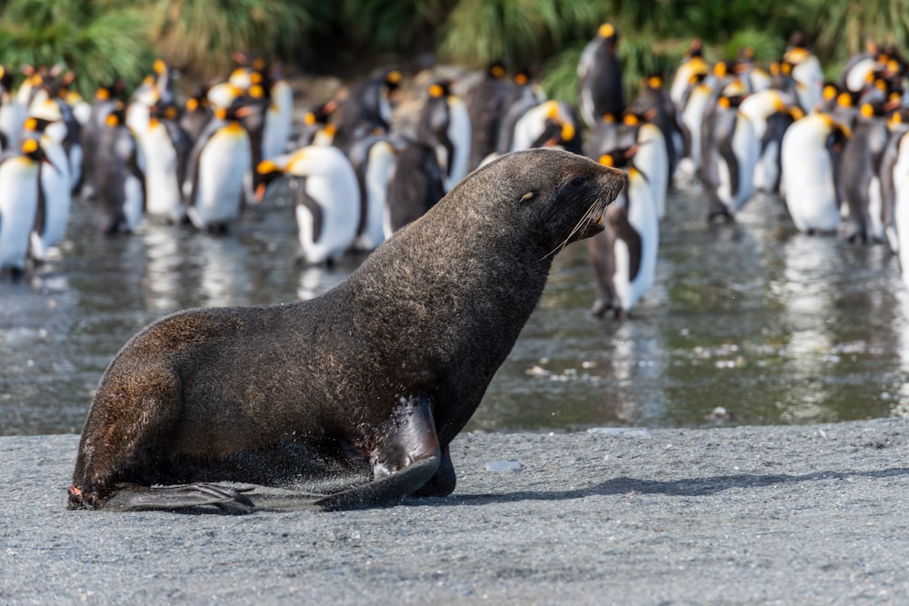 a seal sitting on the ground in front of a group of penguins
