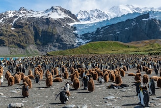 flock of penguins across white mountain