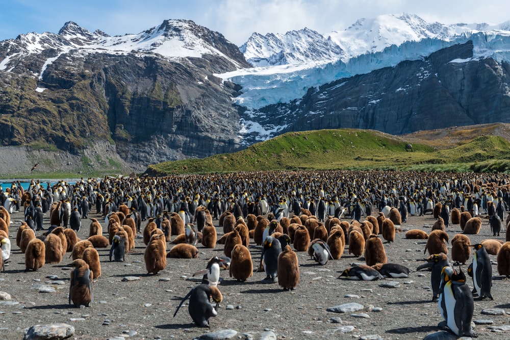 白い山を横切るペンギンの群れ