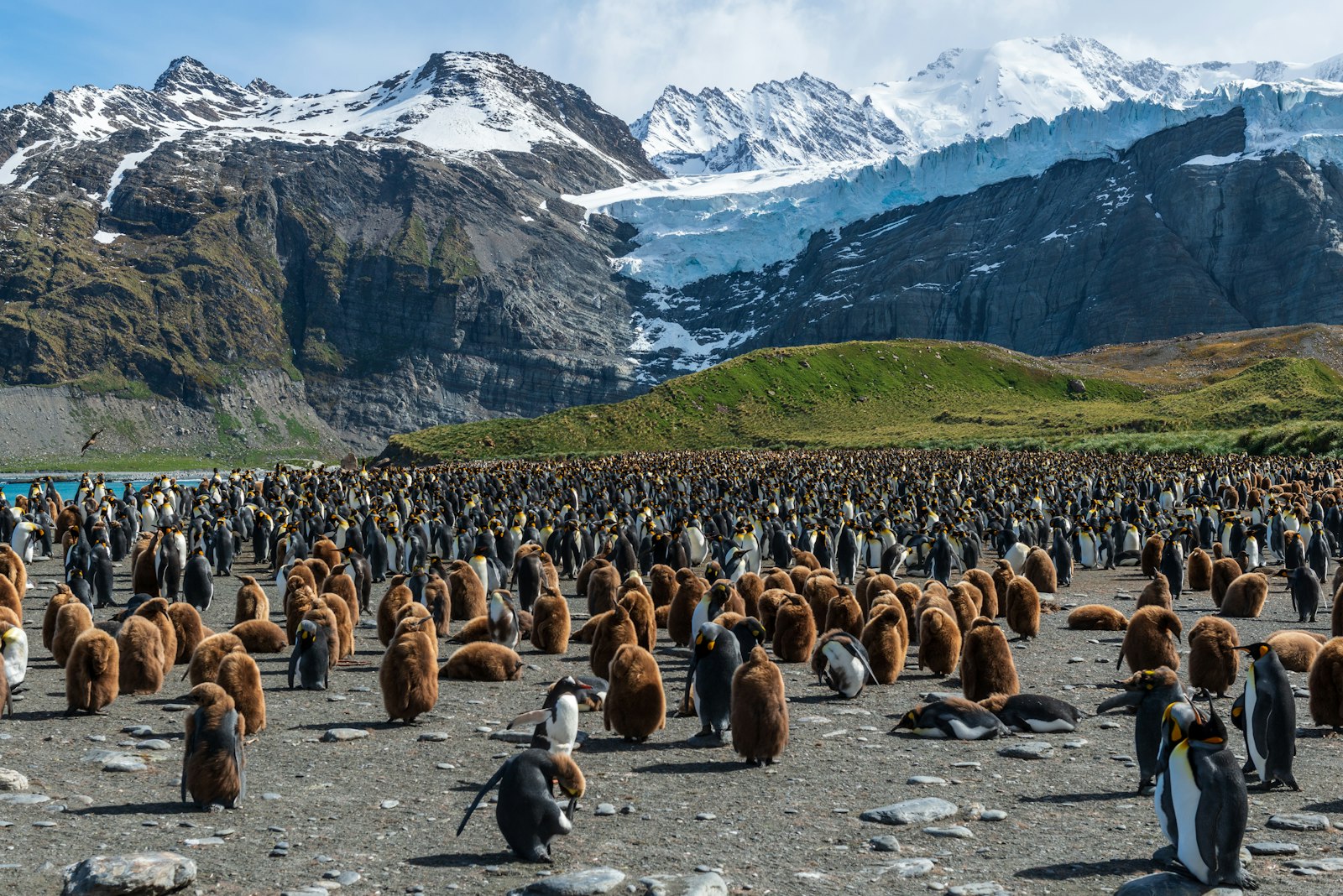 Dense flock of king penguins on a South Georgia beach with snowy mountains behind