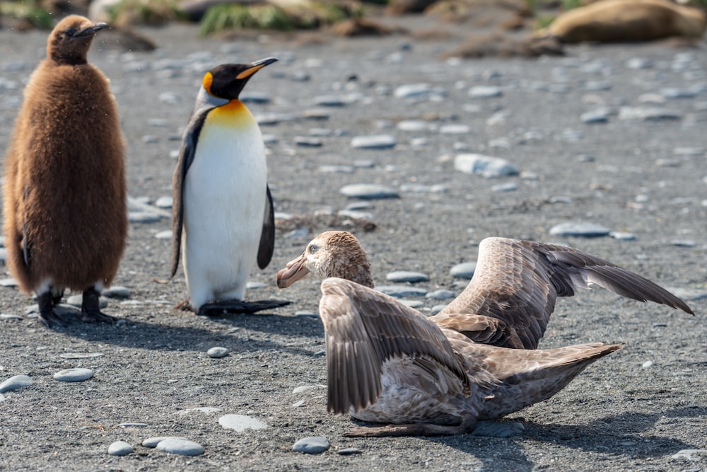 灰色の鳥のそばに立つキングペンギンとホワイトペンギン