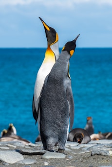 Two king penguins stand side by side on a rocky shore with vibrant blue ocean in the background. Their bodies are mostly black and white with distinctive orange and yellow markings on their necks and heads. Other penguins can be seen resting on the rocks in the distance.