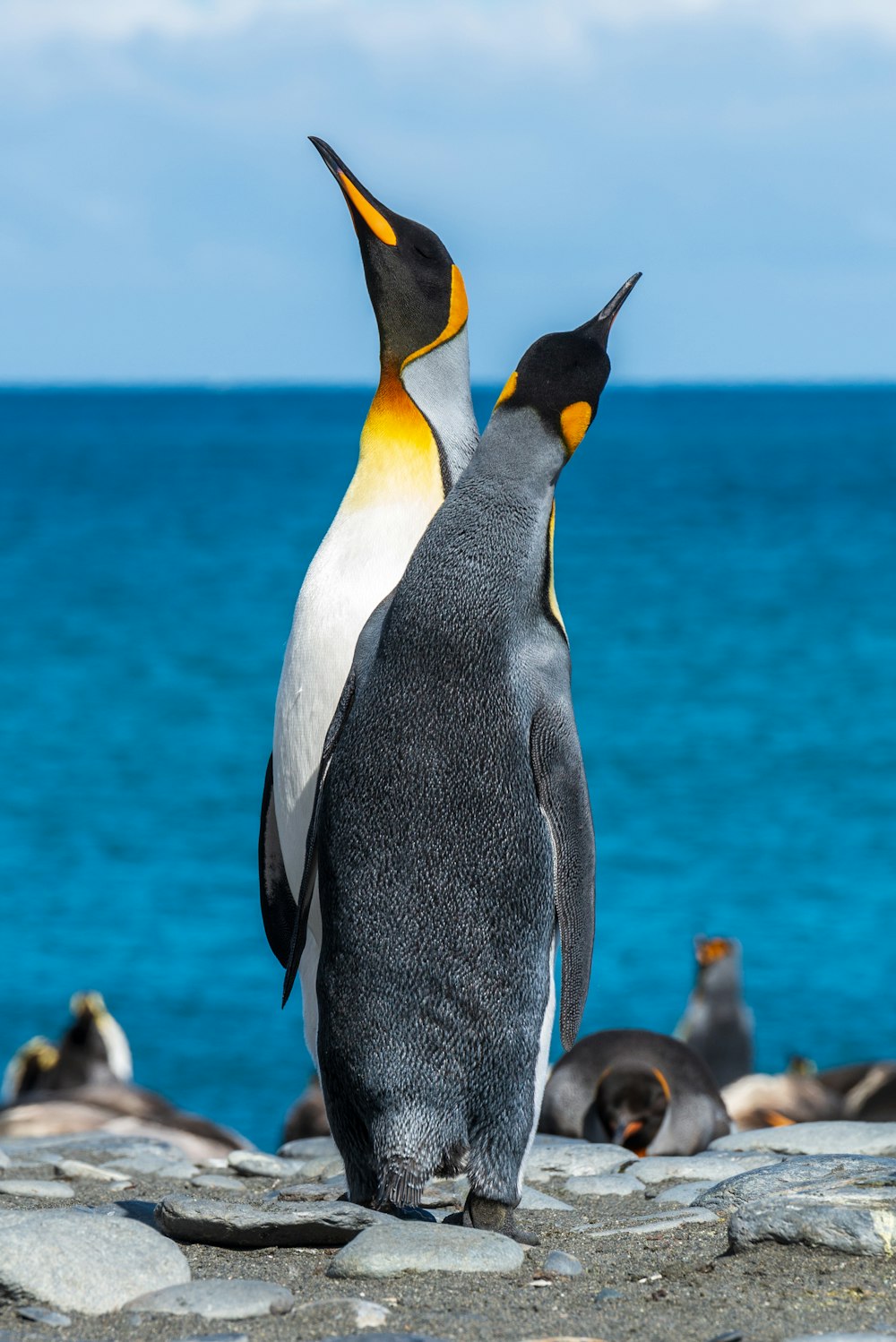 昼間の海岸に浮かぶ2羽のペンギン
